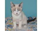 Adopt Akira a Siamese / Mixed (medium coat) cat in Crocker, MO (38842560)