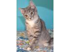 Adopt Rosita a Domestic Shorthair / Mixed (short coat) cat in Crocker