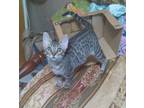 Adopt River a Domestic Shorthair / Mixed (short coat) cat in Crocker