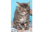 Adopt Albert a Domestic Mediumhair / Mixed (medium coat) cat in Crocker