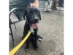 Adopt Avril a Black Labrador Retriever / Mixed dog in Tuscaloosa, AL (38936906)