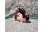 Adopt Ellijay a Dutch / Mixed rabbit in Jacksonville, FL (38714718)