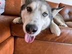Adopt Ash a White - with Black Husky / Mixed dog in Austin, TX (38939000)