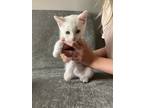 Adopt Ramen noodle a White Domestic Shorthair / Mixed (medium coat) cat in