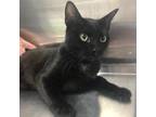 Adopt Binglee a All Black Domestic Shorthair / Mixed cat in FREEPORT
