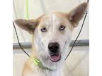 Adopt Suki a Tan/Yellow/Fawn Mixed Breed (Large) / Mixed dog in Las Cruces