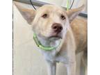 Adopt Asuna a Tan/Yellow/Fawn Mixed Breed (Large) / Mixed dog in Las Cruces
