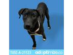 Adopt Tyler a Black Labrador Retriever / Mixed dog in Tuscaloosa, AL (38936907)