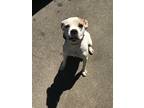 Adopt Chance a White - with Red, Golden, Orange or Chestnut Mutt / Mixed dog in