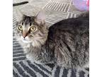 Adopt Sunny Anderson a Brown or Chocolate Domestic Shorthair / Mixed cat in