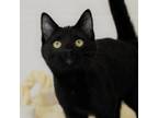 Adopt Tumble a All Black Domestic Shorthair / Mixed cat in Waynesboro