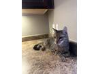 Adopt Miles a Brown Tabby American Shorthair / Mixed (medium coat) cat in