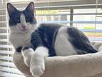 Adopt Nova a Gray or Blue Domestic Shorthair / Mixed (medium coat) cat in