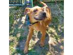 Adopt Princess a Red/Golden/Orange/Chestnut Pit Bull Terrier / Mixed dog in