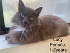 Adopt Lucy a Domestic Longhair / Mixed (short coat) cat in Darien, GA (38930873)