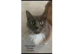 Adopt Gracie Mae a Domestic Longhair / Mixed (short coat) cat in Darien