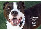 Adopt Dakota a Pit Bull Terrier, Mixed Breed