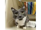 Adopt Jeanette a Gray or Blue Domestic Shorthair / Mixed cat in Zanesville