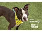 Adopt Journey a Pit Bull Terrier, Mixed Breed