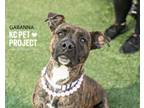Adopt Gabanna a Pit Bull Terrier, Mixed Breed