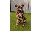 Adopt Max a Brown/Chocolate Mixed Breed (Large) / Mixed dog in West Chester