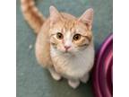 Adopt Joseph a Orange or Red Domestic Shorthair / Mixed cat in Buffalo