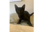 Adopt Saturn a All Black American Shorthair / Mixed (short coat) cat in Edmond