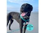 Adopt Yoki a Black American Pit Bull Terrier / Mixed dog in Philadelphia
