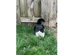 Adopt churro a Black & White or Tuxedo Domestic Mediumhair / Mixed (medium coat)