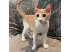 Adopt Latte a White Domestic Shorthair / Mixed cat in Lantana, TX (38884366)