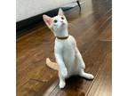 Adopt Carmel a White Domestic Shorthair / Mixed cat in Lantana, TX (38886492)