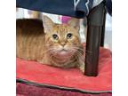 Adopt Buttered Popcorn a Orange or Red Domestic Shorthair / Domestic Shorthair /