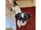 Adopt Trevor a White Shih Tzu / Mixed dog in Irmo, SC (38766915)