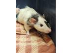 Adopt Dopey a Silver or Gray Rat / Rat / Mixed small animal in Winchester