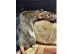 Adopt dewey a Silver or Gray Rat / Rat / Mixed small animal in Winchester