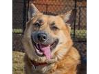 Adopt Riot a Tan/Yellow/Fawn Shepherd (Unknown Type) / Mixed dog in Anderson