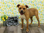 Adopt Loch K58 7-27-23 a Brown/Chocolate Boxer / Mixed dog in San Angelo
