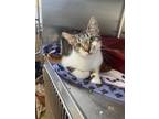 Adopt Nala a White Domestic Shorthair / Domestic Shorthair / Mixed cat in