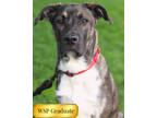 Adopt Zeus a Black Mixed Breed (Large) / Mixed dog in Walla Walla, WA (38758531)