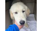 Adopt Snow - City of Industry Location a Great Pyrenees