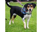 Adopt Valkyrie - Claremont Location a Beagle