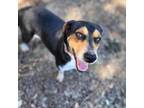 Adopt Valkyrie - Costa Mesa Location a Beagle