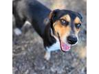 Adopt Valkyrie - Costa Mesa Location a Beagle