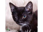 Adopt Pico de Gallo a All Black Domestic Mediumhair / Domestic Shorthair / Mixed