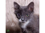 Adopt Frankenkitty a Gray or Blue Domestic Mediumhair / Domestic Shorthair /