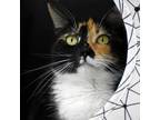 Adopt Buttons a Calico or Dilute Calico Domestic Shorthair / Mixed cat in