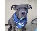 Adopt Marty a Gray/Silver/Salt & Pepper - with Black Pit Bull Terrier / Mixed