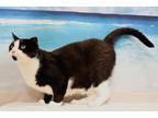 Adopt Milo a All Black Domestic Shorthair / Domestic Shorthair / Mixed cat in