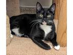 Adopt Henrietta a All Black Domestic Shorthair / Domestic Shorthair / Mixed cat