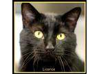 Adopt Toothless Licorice a All Black Domestic Shorthair / Domestic Shorthair /